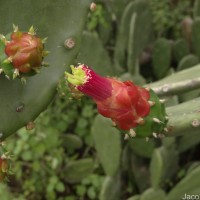 Opuntia cochenillifera (L.) Mill.